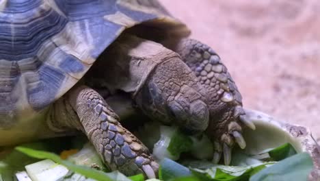 indian star tortoise enjoy on eating fruits