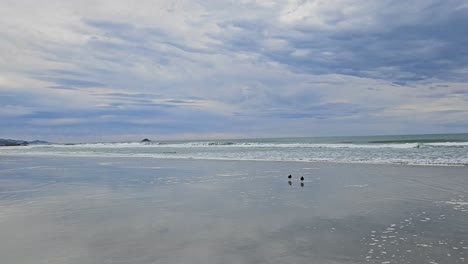 Ein-Paar-Vögel-Genießen-Einen-Ruhigen-Moment,-Während-Sie-Ihr-Erstes-Erfrischendes-Bad-Des-Tages-Am-Taieri-Beach-In-Neuseeland-Nehmen