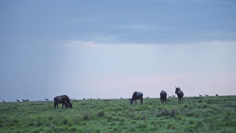 Wildebeest-Herd-in-Rainy-Season-Rain-Storm-Under-Dramatic-Clouds-and-Sky-in-Torrential-Downpour,-Great-Migration-in-Africa-from-Kenya-Tanzania,-African-Wildlife-Safari-Animals-Grazing-on-Grass