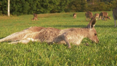 canguro gris oriental acostado y comiendo hierba perezosamente con una turba en el fondo - canguro tomando el sol mientras se alimenta - costa dorada, qld, australia