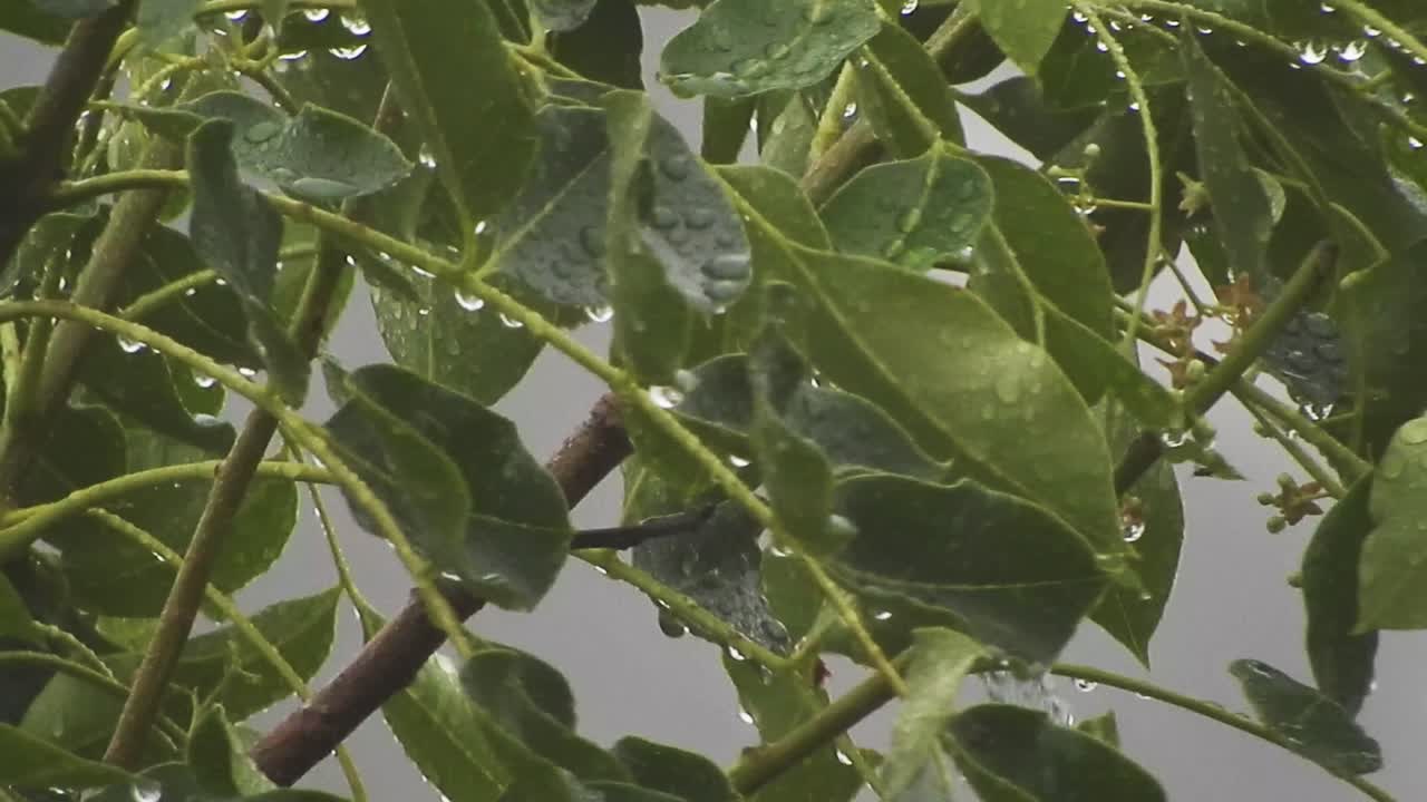 árbol verde esmeralda con hojas grandes con gotas de agua balanceándose y moviéndose suavemente bajo la lluvia, tranquilo estado de ánimo de meditación suave