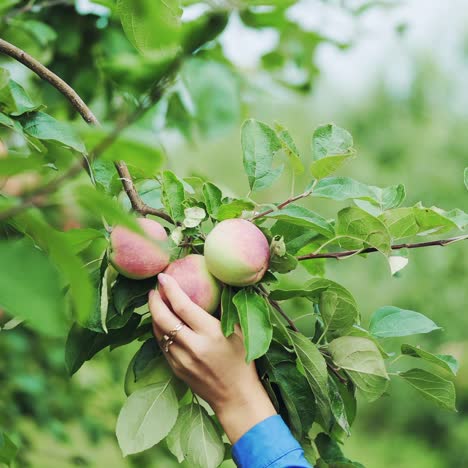 Woman picking up a ripe apple. Fruit tree. Juicy red apple on the tree branch.