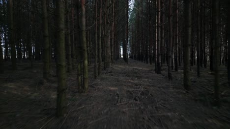 dolly shot thru the dark pine tree forest