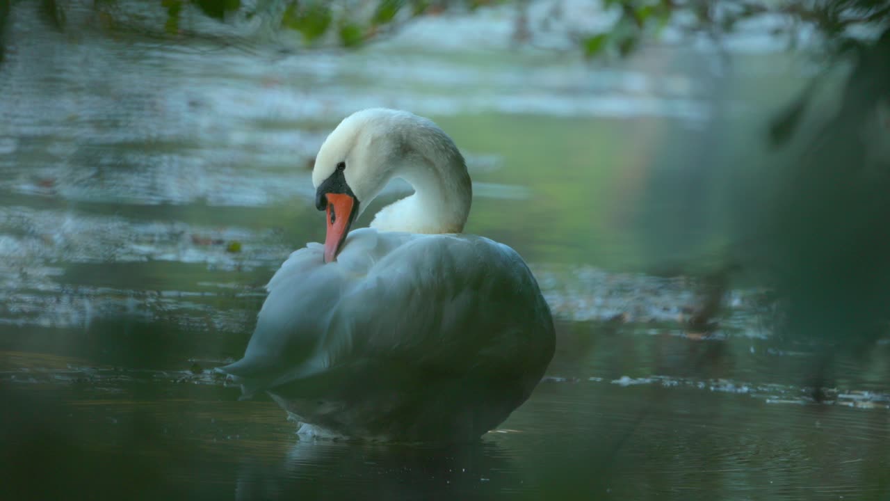 cisne mudo limpiando su plumaje, plumas en el lago en otoño, mirando a través de las hojas, cámara lenta de cerca
