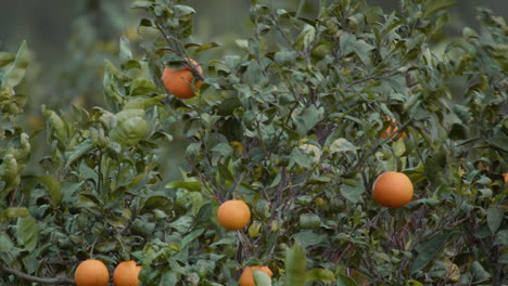 Rama-De-Naranja-Y-Hojas-Balanceándose-En-El-Viento