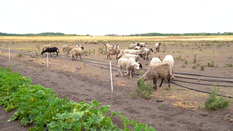 curious sheep snacking on zucchini