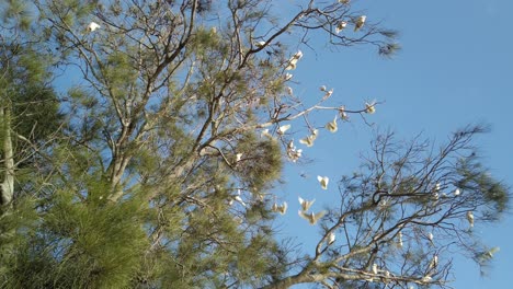 tilting up shot of wild yellow crested white cockatoos on the forest tree branches in a sunny day