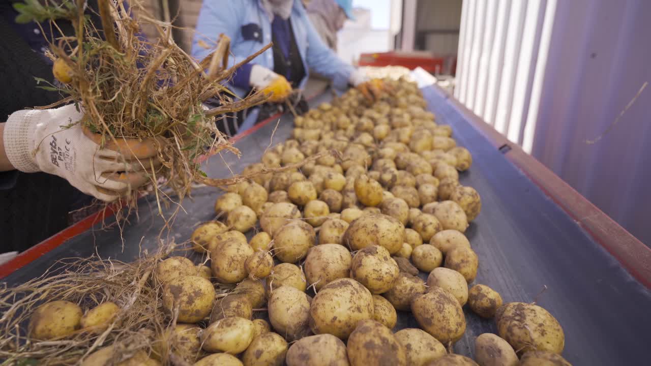 las manos de los trabajadores inspeccionando las patatas en un transportador en movimiento.