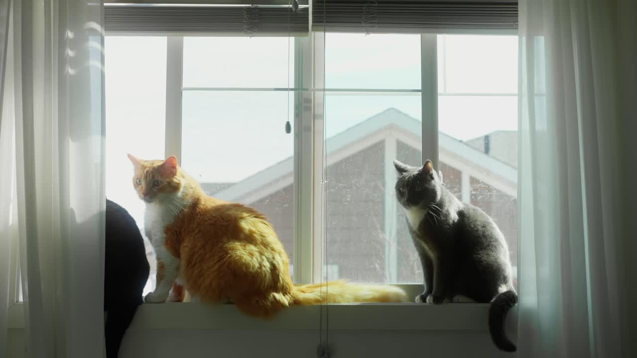 Three cats sitting on a white windowsill, one behind the curtains, with a rooftop visible through the window - Ireland