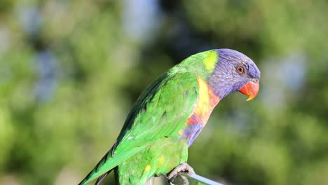 vibrant parrot interacting with its environment