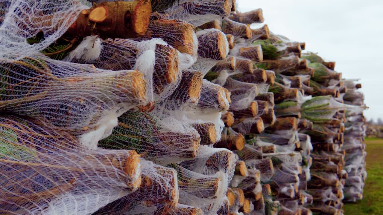 가문비나무를 자르고 포장하여 크리스마스 트리로 판매하기 위해 전 세계로 배송할 준비가 되었습니다.