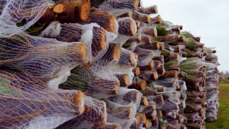 piceas cortadas y empacadas y listas para ser enviadas alrededor del mundo para ser vendidas como árboles de navidad