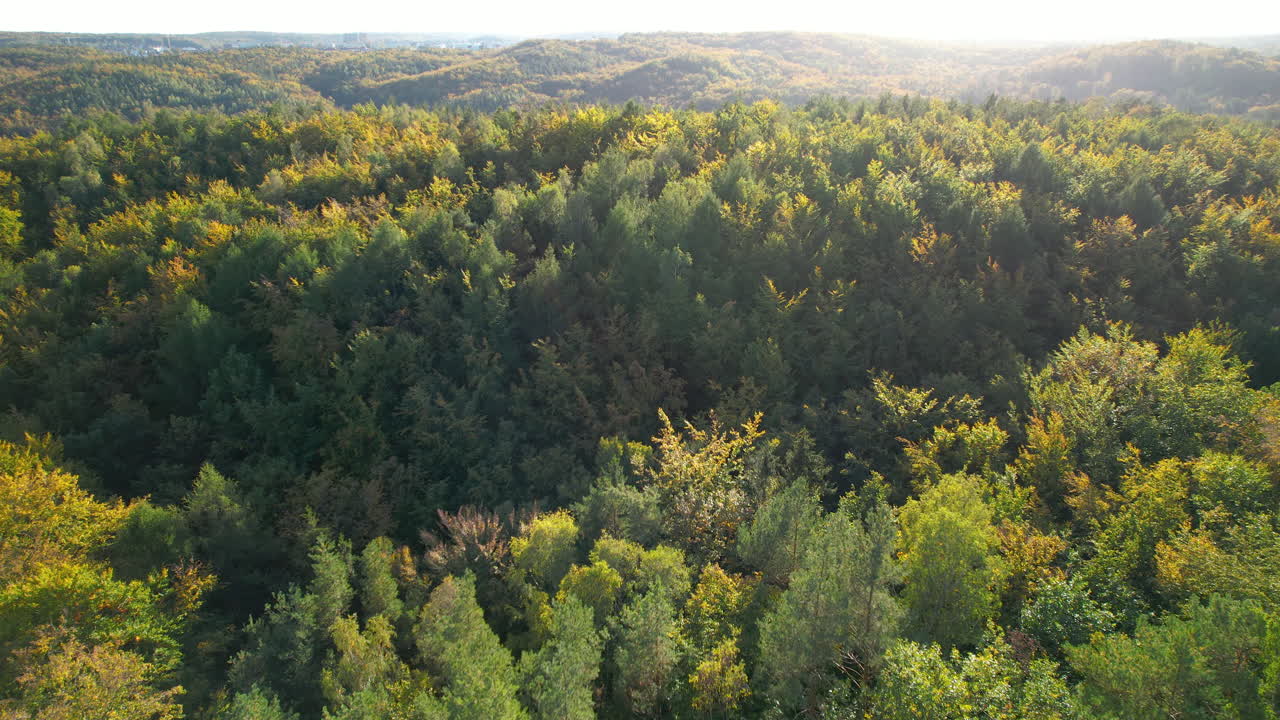 Alberi alti e verdi nel paesaggio collinare di Gdynia in Polonia in una giornata di sole