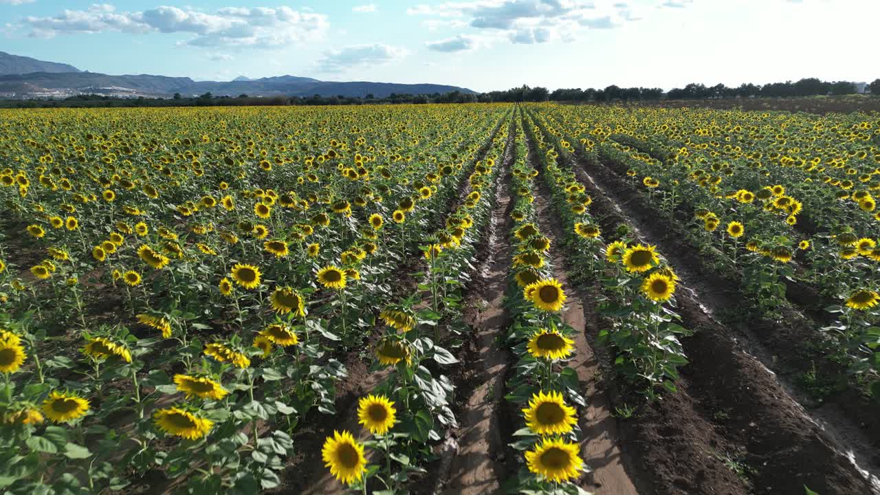 Video with a drone flying over an extensive field of sunflowers at sunset on a blue sky with white clouds