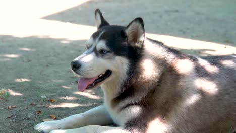 close-up of a dog's face-a husky with blue brown eyes looks directly at the camera