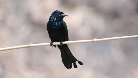 Der-Haarhauben-Drongo-Oder-Ist-In-Asien-Ein-Vogel-Aus-Der-Familie-Der-Dicruridae,-Der-Mit-Dicrurus-Bracteatus-Oder-Spangled-Drongo-Konspezifisch-War,-Bei-Dem-Es-Schwierig-Sein-Kann,-Ihn-Voneinander-Zu-Unterscheiden