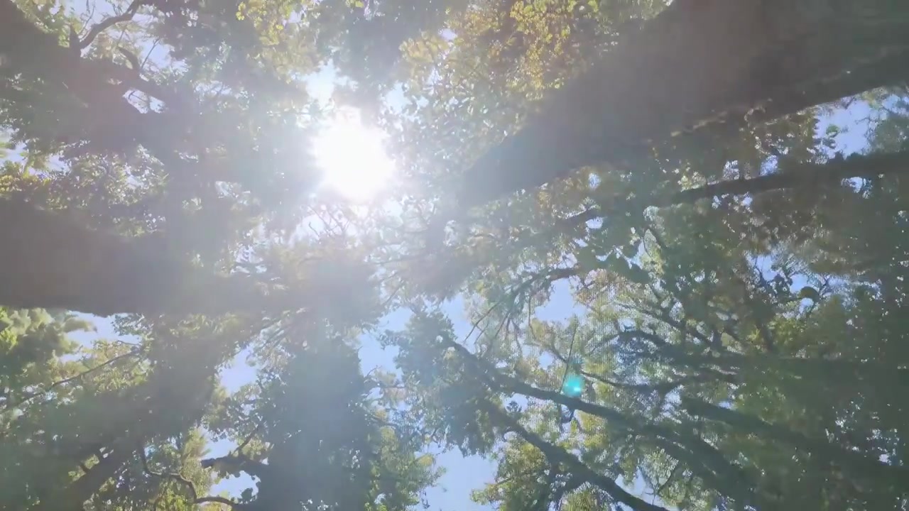 Sunlight Filtering Through Green Forest Canopy