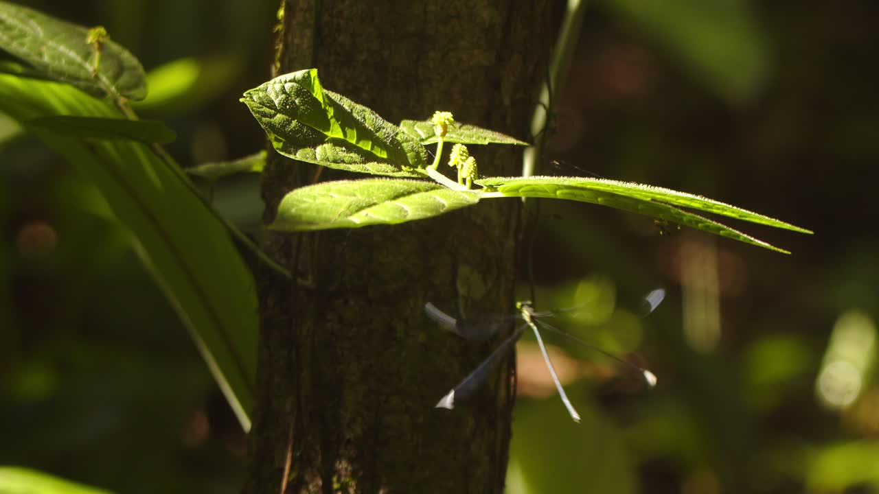 Single Giant damselfly gracefully flying through the lush Peruvian rainforest under a leaf