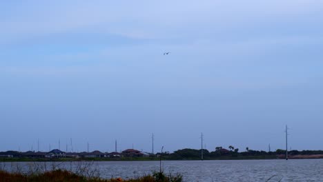 Seagull-flying-over-the-water