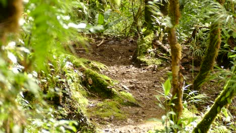 small brown bird running across the floor in the rain forest