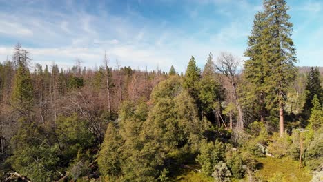 4K-Luftaufnahme,-Die-Durch-Den-Kalifornischen-Wald-Fliegt,-Mit-Blauem-Bewölktem-Himmel-Am-Horizont