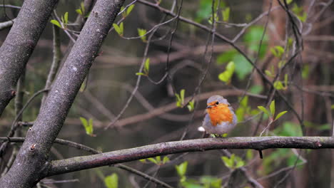 pequeño pájaro, petirrojo, se sienta en una rama en el bosque mirando alrededor