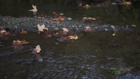early sign of fall leaves in the river