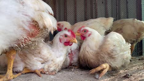 white broiler chickens in a coop