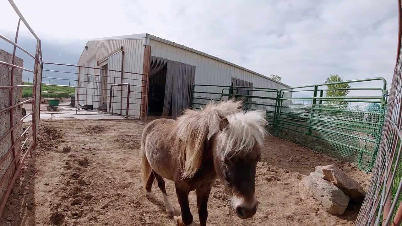 caballos en miniatura jugando y corriendo en un pasto de hierba
