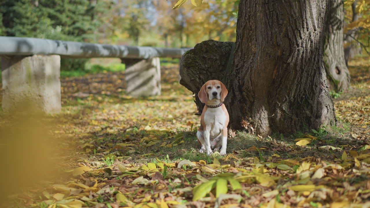 beagle dog wearing collar sitting close to tree trunk in quiet autumn park covered with colorful fallen leaves under soft sunlight, surrounded by serene forest and peaceful outdoor environment