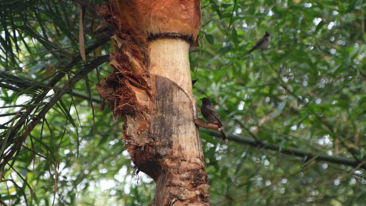 Birds are drinking date sap from a date palm tree.
