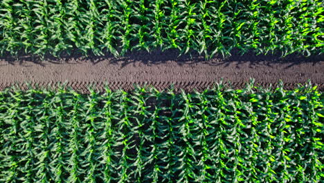 beautiful summer landscape of a corn field