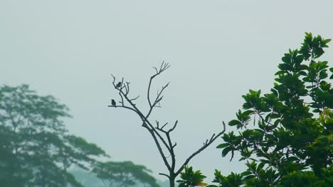 timelapse native amazon rainforest birds on top of tree nature landscape