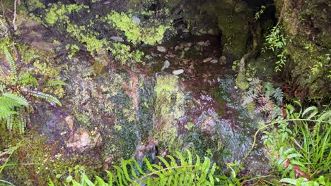 macro view of lush ferns, moss, and mushrooms beside a small stream in a damp glenorchy forest. soft daylight, minimal camera movement