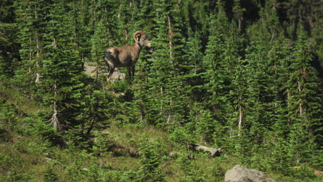 Ein-Dickhornschaf-Ist-Vor-Seinem-Alpinen-Hintergrund-Auf-Dem-Highline-Trail-In-Der-Nähe-Des-Logan-Passes-Im-Glacier-National-Park,-Montana,-Nordamerika,-Gut-Getarnt