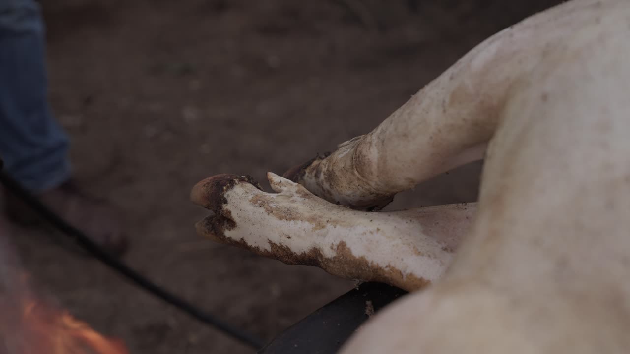 Torch singeing pig trotters during matança tradition in Alto Minho Portugal