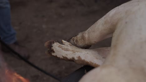torch singeing pig trotters during matança tradition in alto minho portugal