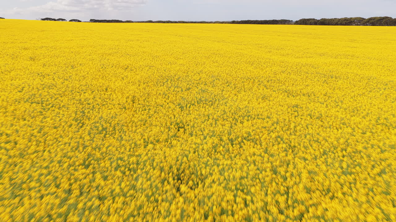 Ripresa aerea bassa e fluida di campi di colza giallo brillante in fiore in primavera con luce solare screziata a Kangaroo Island, in Australia, famosa per l'agricoltura sostenibile e la diversità di piante e fauna selvatica