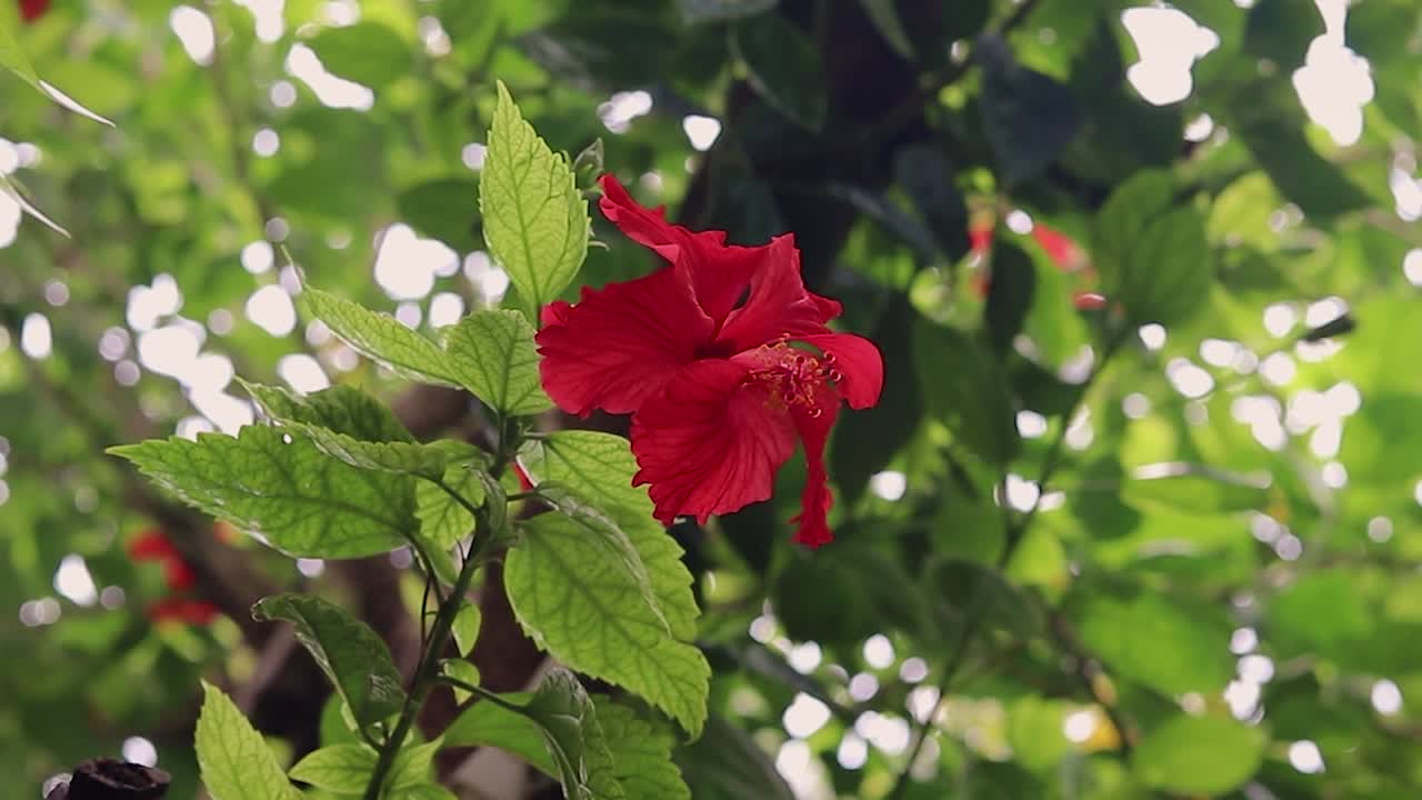 flor roja de hibisco aislada con hojas verdes durante el día desde diferentes ángulos