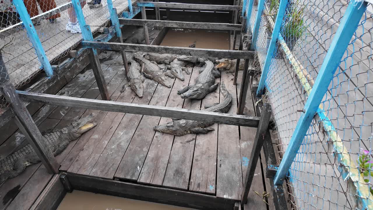 Group of crocodiles resting on a wooden platform inside a Cambodian compound