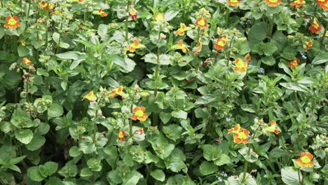 cerca de un parche de flores silvestres , hierba , ortigas y otras plantas al lado de un arroyo