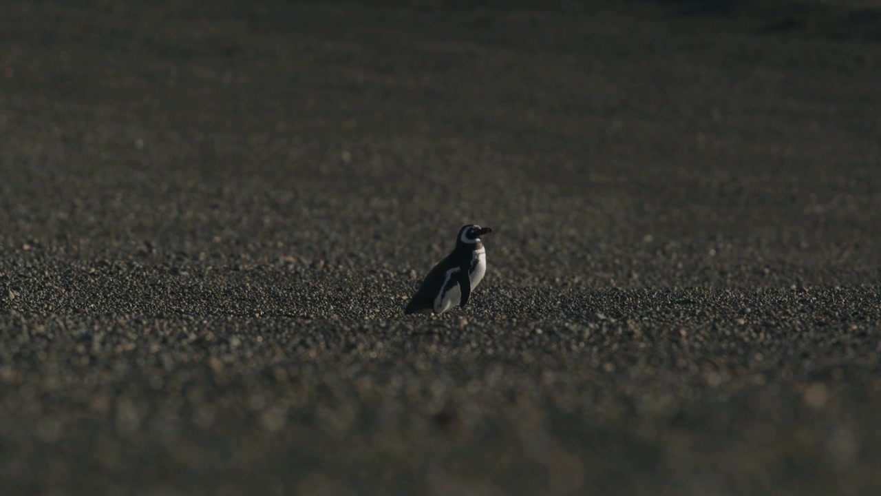 Penguin walks alone in the winds of Patagonia