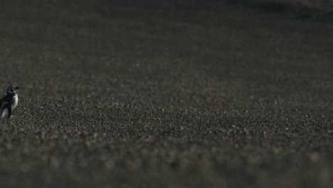 penguin walks alone in the winds of patagonia