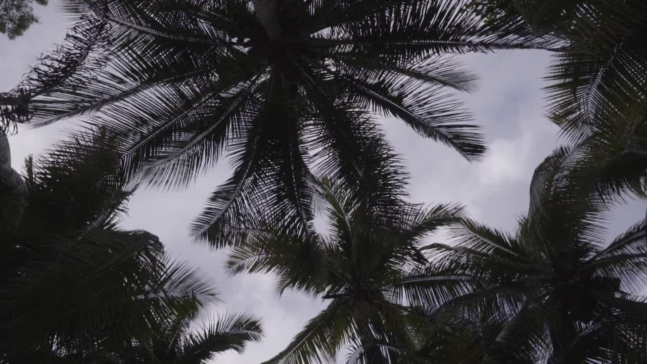 palmeras ubicadas en un bar junto a la playa en la costa norte de haití