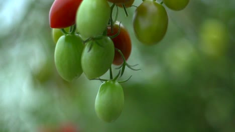Organic-ed-and-green-cherry-tomatoes-hanging-on-tomato-vine-plant-in-green-house,-filmed-as-slow-motion-extreme-close-up-titling-down