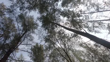 Look-up-in-circle-to-the-tall-trees-under-the-blue-sky-with-the-sunlight-shining-through