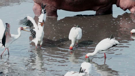 cámara lenta de dos cigüeñas de pico amarillo compitiendo por comida en un estanque de agua lleno de bagres