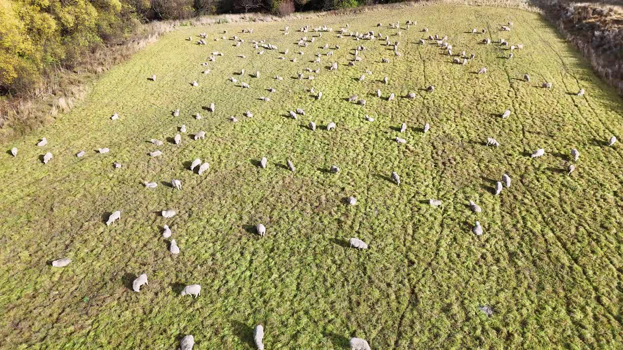 Aerial view of sheep grazing on a lush green field in Wanaka, New Zealand, under bright natural lighting