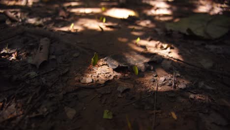 leafcutter ants, nature’s tiny farmers, carry leaf pieces through the dense rainforest of peru’s amazon.