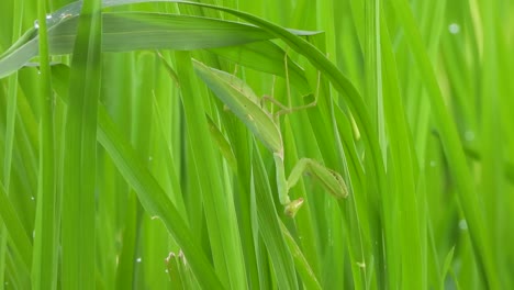 la mantis religiosa - el verde - la hierba - el insecto